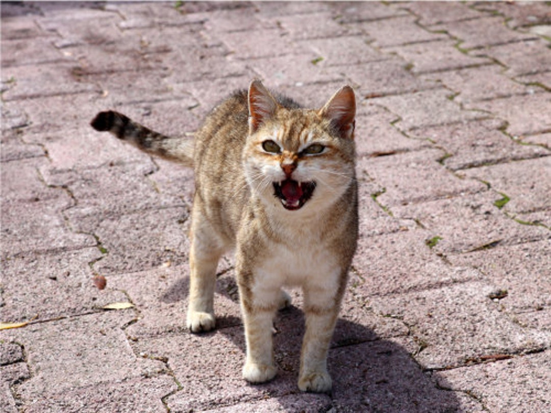 Hungry Cat with Angry Face' Poster, picture, metal print, paint by P U F F  Y