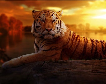Big Cat Tiger Excellent Pose Cool Background Cat Poster Print Paper OR Wall Vinyl