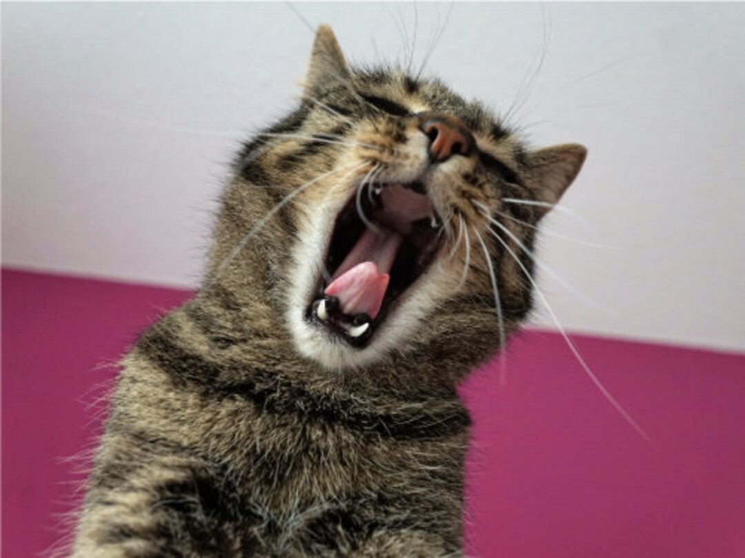 Lustige Katze gähnen oder schreien Dekleben Katze Poster Druck Papier