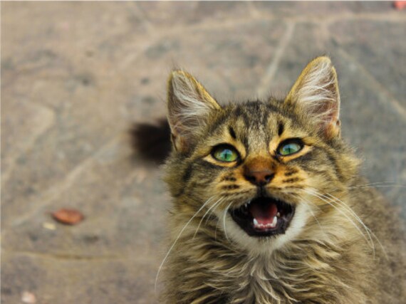Funny Cat Photo Bombing or Scared Cat Falling Cat Poster Print