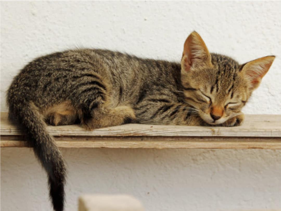 Kitten Sleeping on Ledge Tired Cute Cat Poster Print Paper OR Wall
