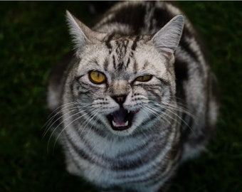 Cat Funny Smirk Winking Mouth Open Portrait Cat Poster Print Etsy
