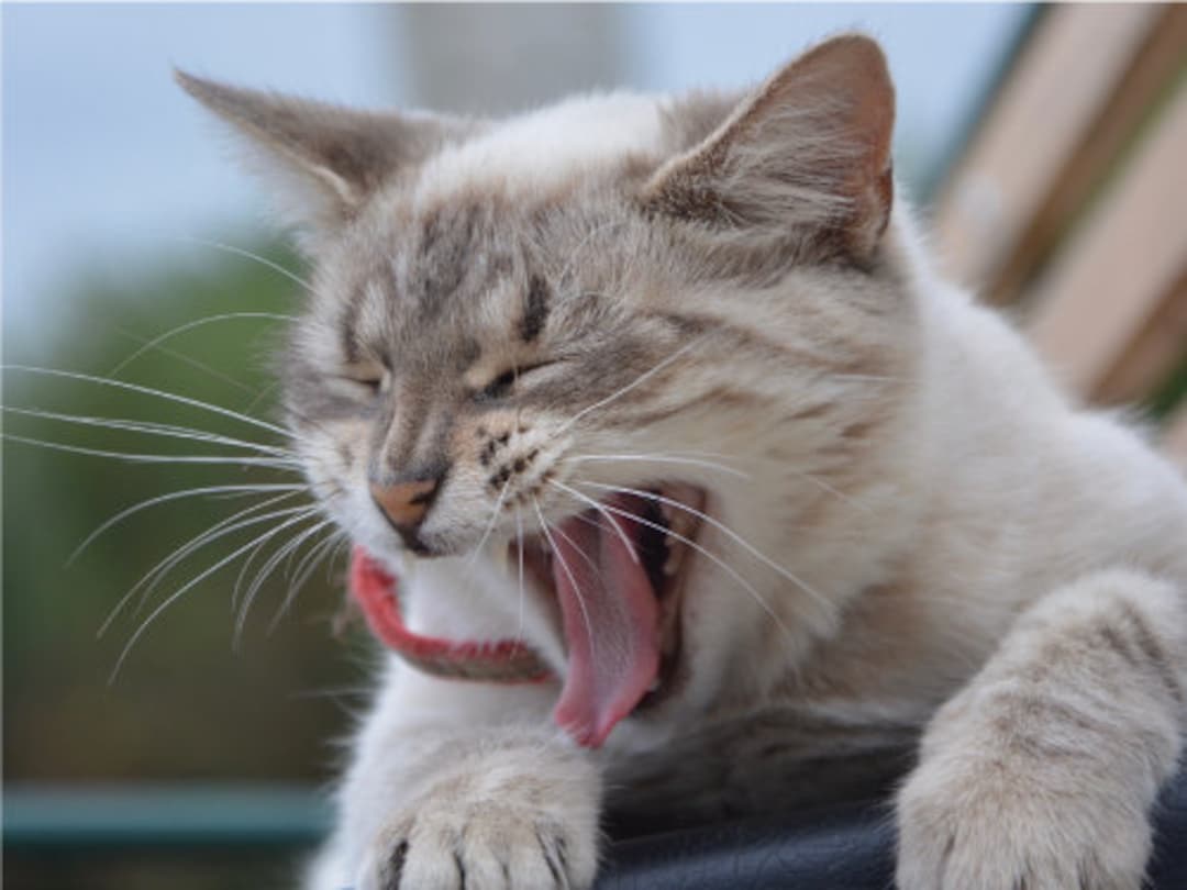 Cat Laughing Hysterically Funny Silly or Coughing Hairball Cat Etsy
