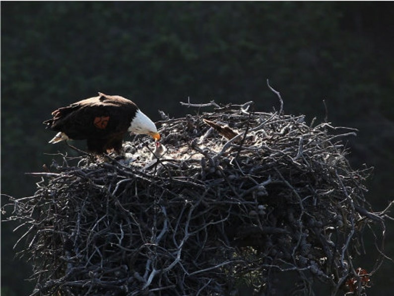 Bald Eagle Feeding Young Baby Priceless Beautiful Bald Eagle - Etsy
