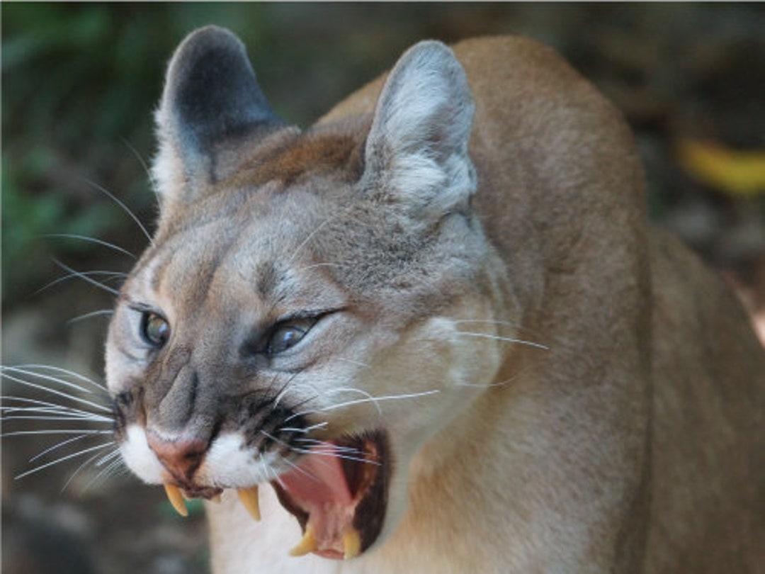 Big Cat Cougar Mad Hiss Angry Close up Cat Poster Print Paper Etsy