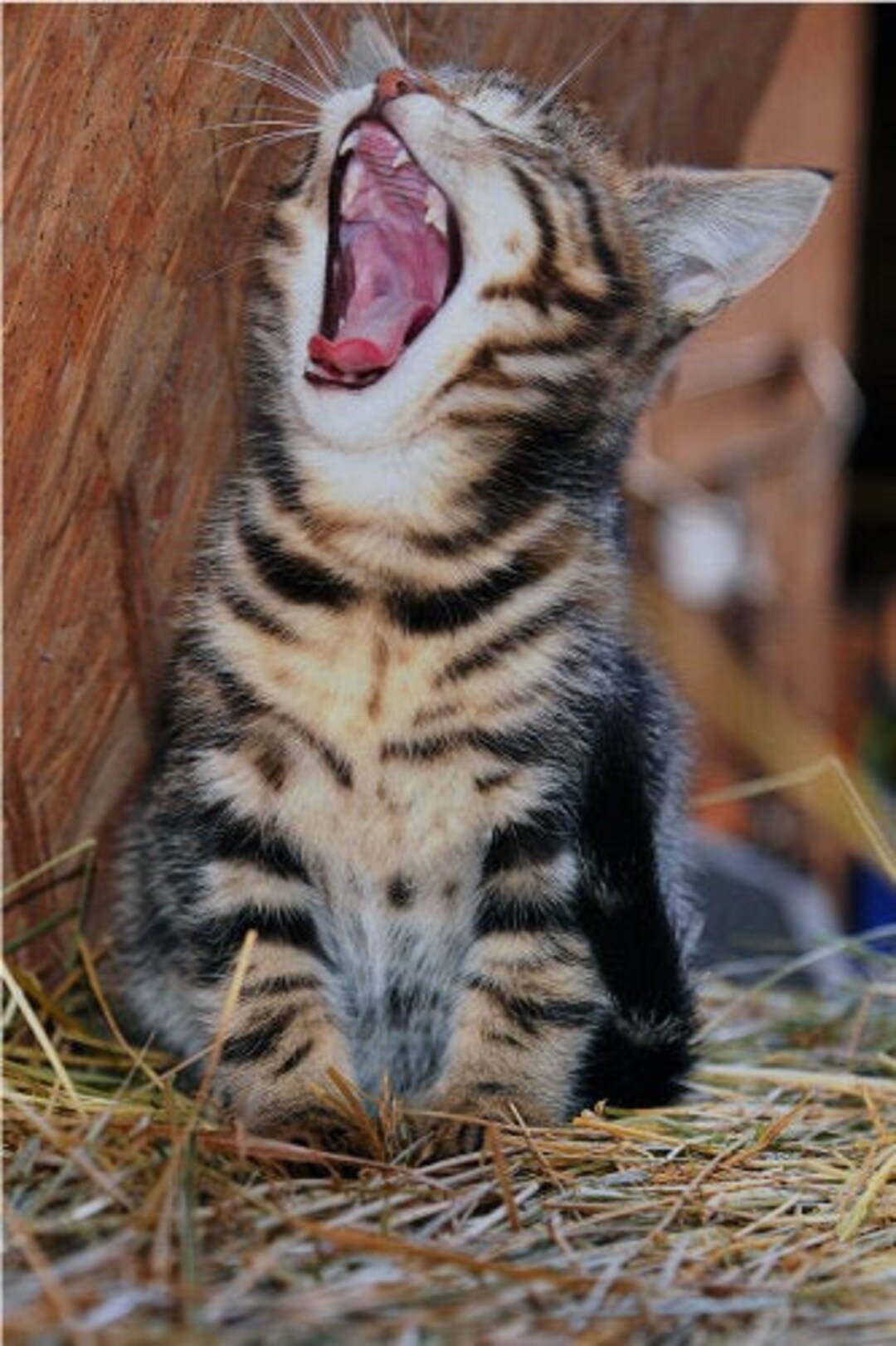 Kitten Yawning Laughing Funny Cute Cat Vibrant Poster Print Paper OR Wall  Vinyl - Etsy Israel