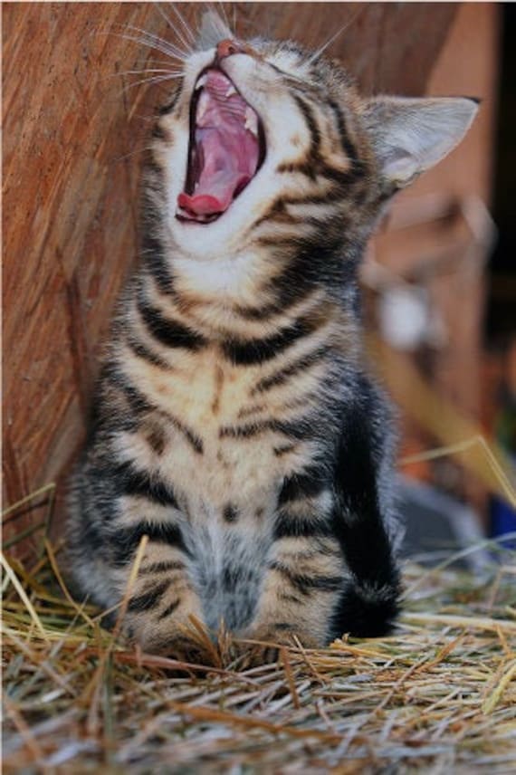 Kitten Yawning Laughing Funny Cute Cat Vibrant Poster Print | Etsy
