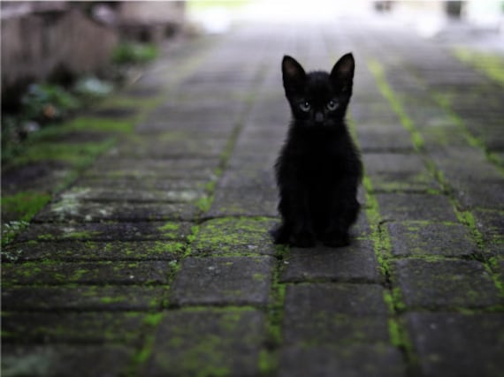 Black Kitten Outside Cute Cat Poster Print Paper OR Wall Vinyl