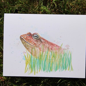 Mr. Frog