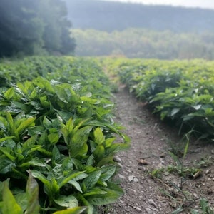 May include: A dirt path winds through a field of lush green leafy plants. The plants are growing in rows and are in full bloom.