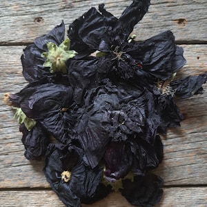 Rose trémière pourpre - Alcea rosea- fleurs sèches pour teinture végétale