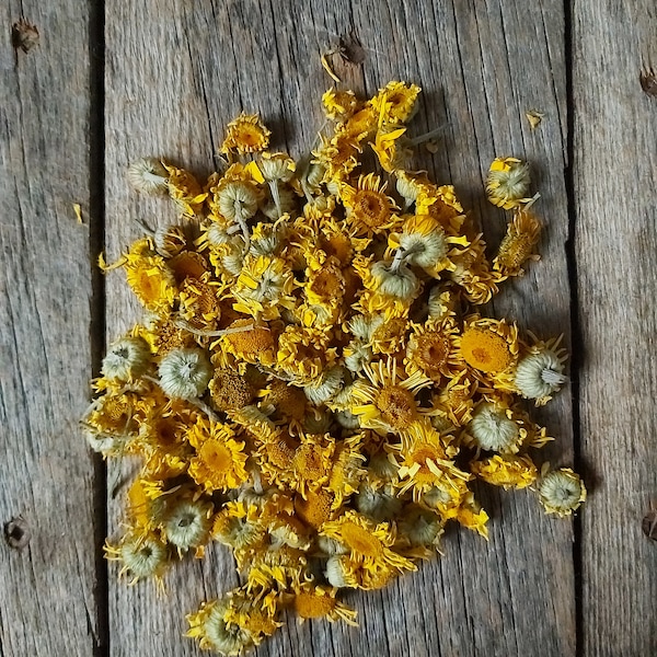 Dyers' chamomile - dried flowers - Anthémis tinctoria - 50g and 100g,