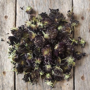 Scabieuse- fleurs séchées-Scabiosa atropurpurea- teinture naturelle &teinture végétale parfait pour impression botanique-bundle dyeing