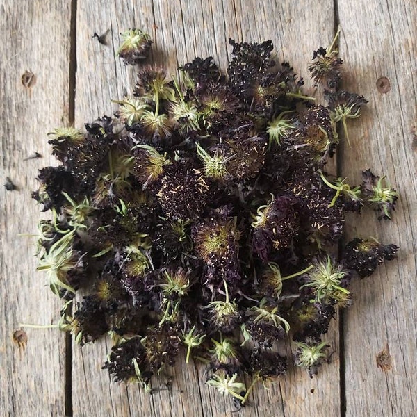 Scabiouse- flores secas-Scabiosa atropurpurea- tinte natural y tinte vegetal perfecto para teñir paquetes de estampado botánico