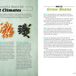 May include: A page from a gardening book with tips on growing beans in hot climates. The page features a colorful illustration of three types of beans, along with text describing how to grow them. The text includes information on planting, spacing, and trellising beans.