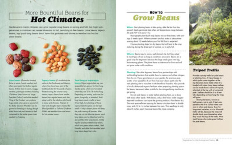 May include: A page from a gardening book with tips on growing beans in hot climates. The page features a colorful illustration of three types of beans, along with text describing how to grow them. The text includes information on planting, spacing, and trellising beans.