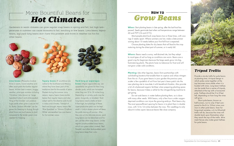 May include: A guide to growing different types of beans in hot climates, with tips on planting, trellising, and choosing the right varieties. The guide includes images of lima beans, tepary beans, and yard-long beans.