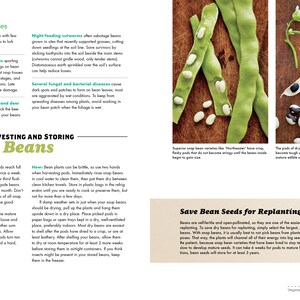 May include: A close-up of green and white bean pods on a wooden surface. The text "Save Bean Seeds for Replanting" is visible at the bottom of the image.
