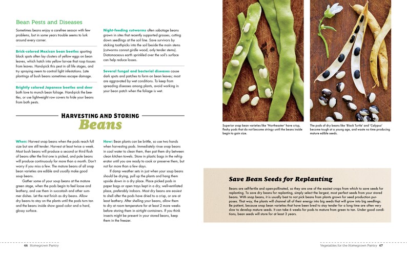 May include: A close-up of green and white bean pods on a wooden surface. The text "Save Bean Seeds for Replanting" is visible at the bottom of the image.