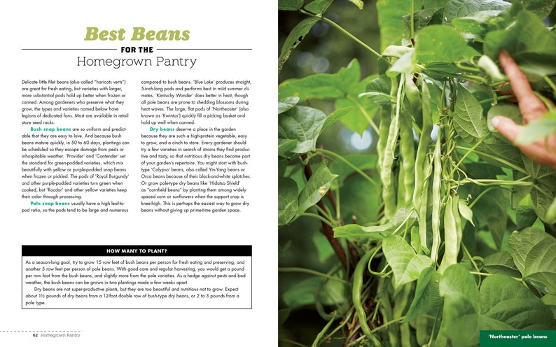 May include: A close-up of a green bean plant with long, green pods. The text "Northeaster" pale beans is visible at the bottom of the image. The image is from a book about growing beans in a home garden.