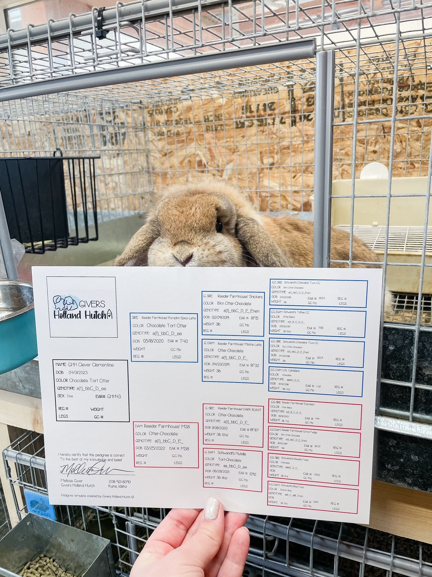 Breeding Tags For Rabbits Personalized Custom Rabbit Pedigree PDF Template *UPDATED VERSION!* - Etsy