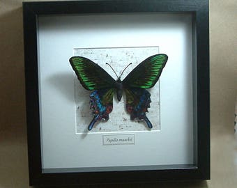 Chenille velvet realistic (cruelty free!) "Papilio mackii" butterfly, framed in shadowbox