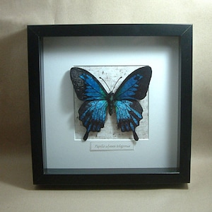 Chenille velvet realistic (cruelty free!) "Papilio ulysses telegonus" butterfly, framed in shadowbox