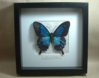 Chenille velvet realistic (cruelty free!) "Papilio ulysses telegonus" butterfly, framed in shadowbox