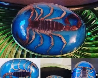 Vintage Scorpion Silver Belt Buckle, Blue under Scorpion, Buckle Real Scorpion under Resin, Made in Mexico, Unique Belt Buckle, Beautiful