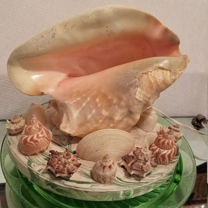 May include: A large seashell with a pink interior and a white exterior is displayed on a green and white marble base. The seashell is surrounded by smaller seashells of various shapes and sizes.