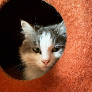 May include: A gray and white cat with green eyes peeks out from a brown cat bed.