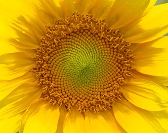 Summer Sunshine