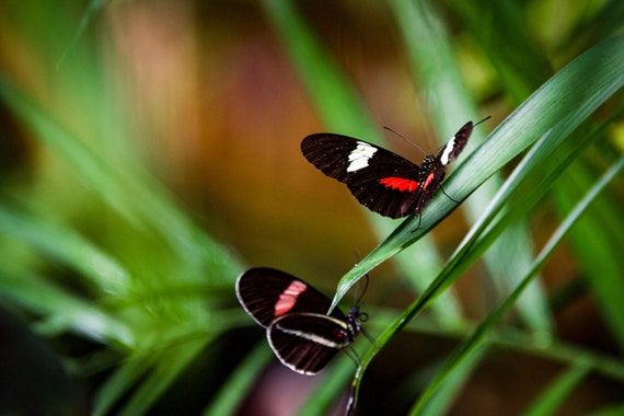 Two Black And White And Red Butterflies 3butterflies Etsy