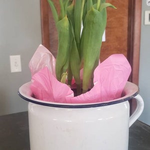 May include: A white enamel pitcher with a blue rim, filled with pink tissue paper and a bouquet of pink and white tulips.