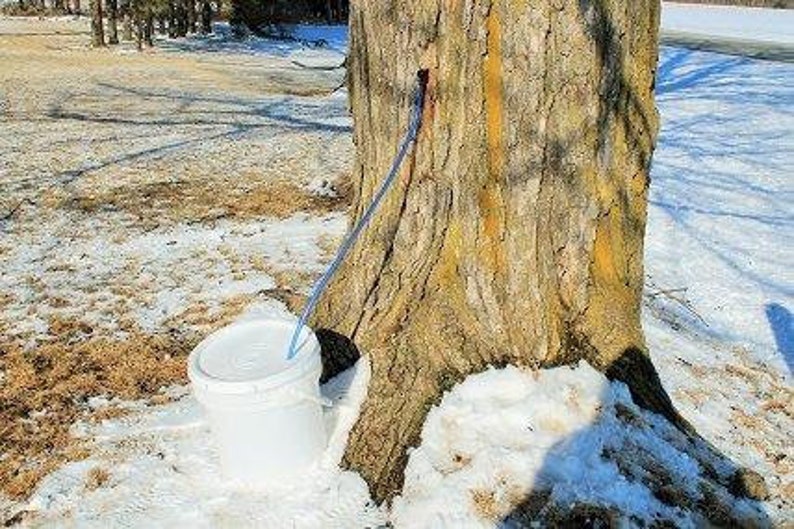 Assembled Maple Sap Drop Lines, Taps, Spiles, Tubing, Syrup Etsy
