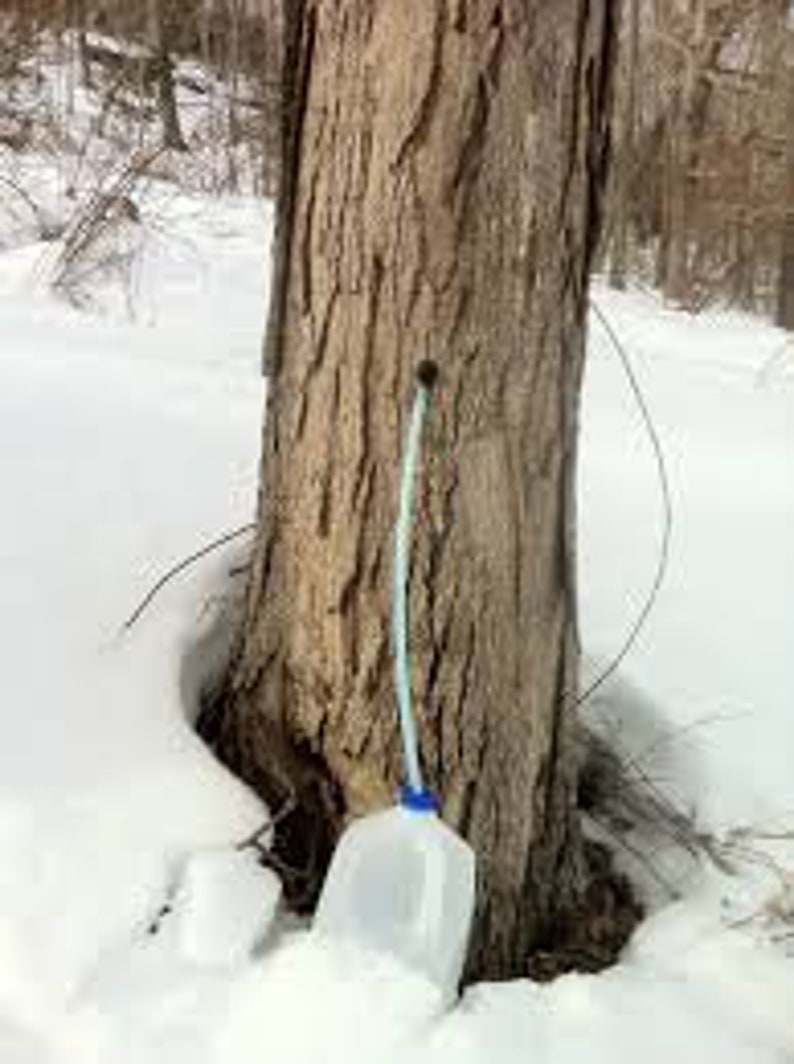 Assembled Maple Sap Drop Lines Taps Spiles Tubing Syrup Etsy.de