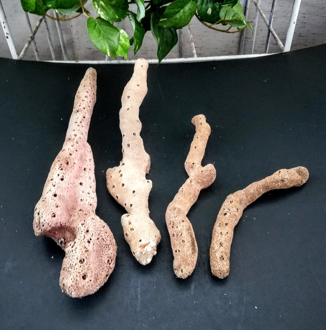 Natural finger sponges Aquarium or beach decor Etsy