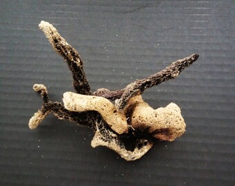 Natural Sea Sponges - Nautical Specimens - Fossils - Ocean Decor - Beach Home Decor - Science Specimens - Vintage Sponge - Natural Decor