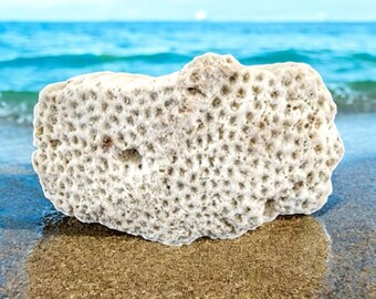 Crater Coral ~ Natural White Florida Coral Aquarium Decoration ~ 3.5 Inch