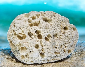 Crater Coral ~ Large 6 Inch Natural White Florida Coral Fossil