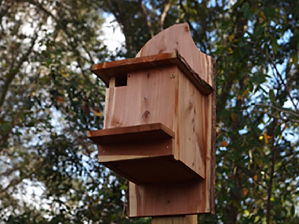 Flying Squirrel Nest Box Etsy