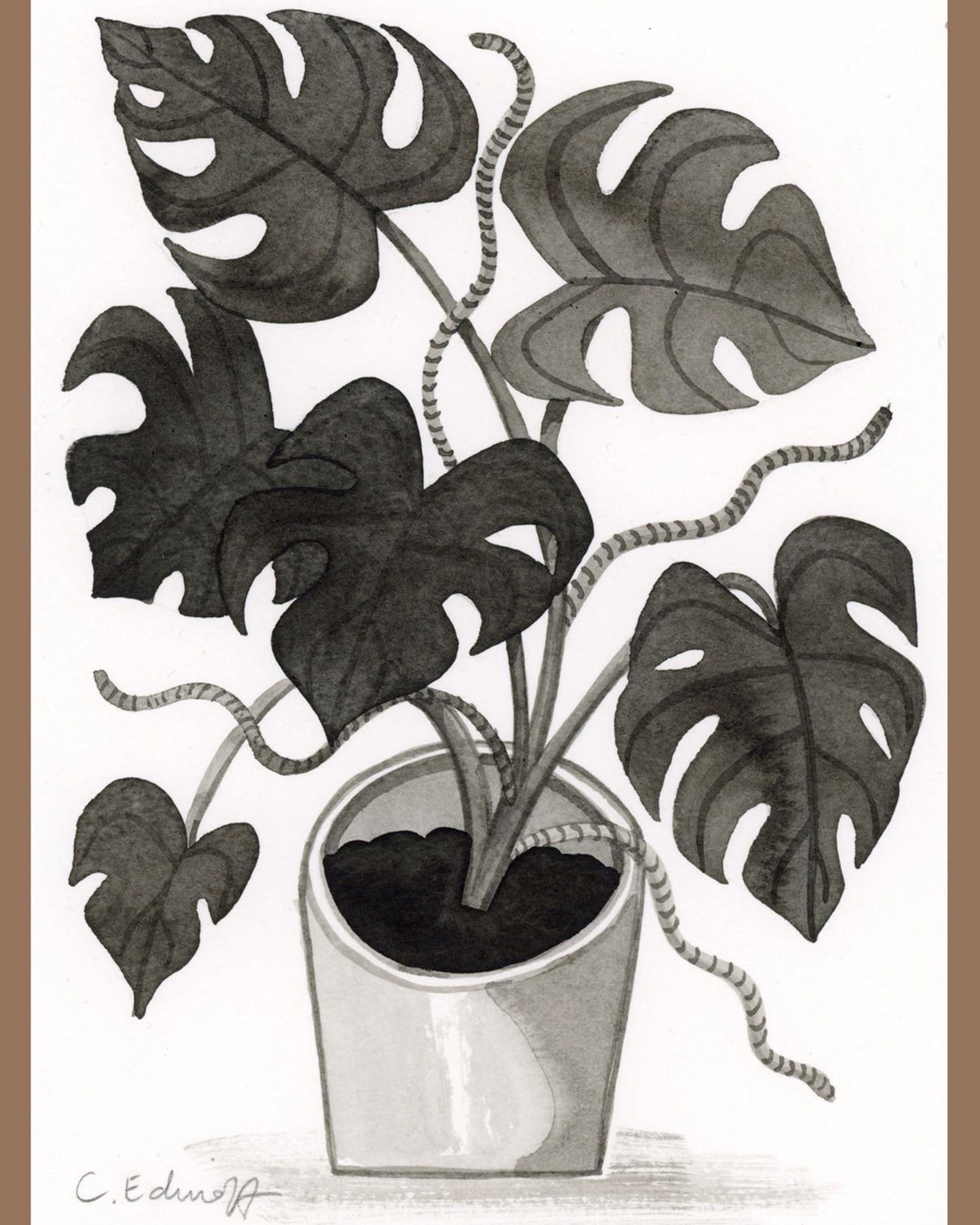 india ink plant india ink plant