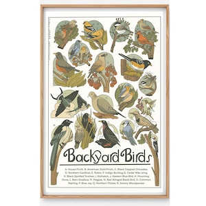 Póster de aves de jardín: ilustración científica de aves, arte de aves, decoración de hogar con aves, regalo de observación de aves, avistamiento de aves, arte de aves de jardín, ornitología