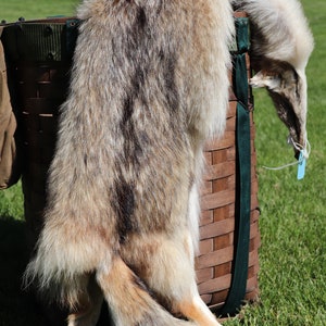 Natural Coyote pelt, garment-quality tanned, authentic fur (14)