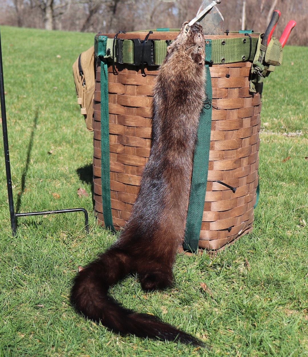 Pelt Making Luxurious Fisher Pelt, Garment Tanned, Authentic, Natural Fur (1) - Etsy