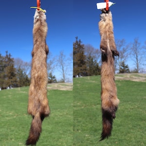 May include: Two brown and tan fur pelts hanging from a black metal bar against a blue sky and green grass background. The pelts are long and slender, with dark brown tails and lighter brown fur.