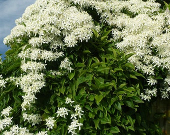 Sweet Autumn Clematis Seeds, Clematis Paniculata, Climbing Vine, Summer Clematis, Flowering Perennial Vine, Garden Seeds, Plant Seed