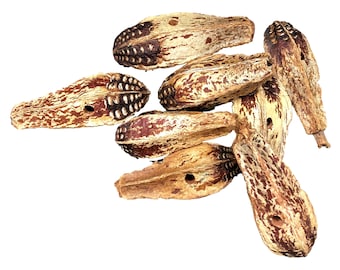 Soft Mahogany Pods - 24pc - Bird Toy & Toy Parts