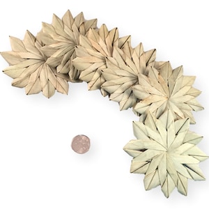Intermediate Palm Flowers - Natural - 4&quot; - 24pc - Bird Toy Parts & Small Animal Chews