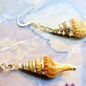Turid Shell Earring, Sterling Silver, Shell Earrings, Shell Dangle ...